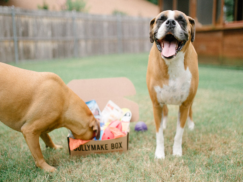 Toys & Treats Box - 12 Month Subscription