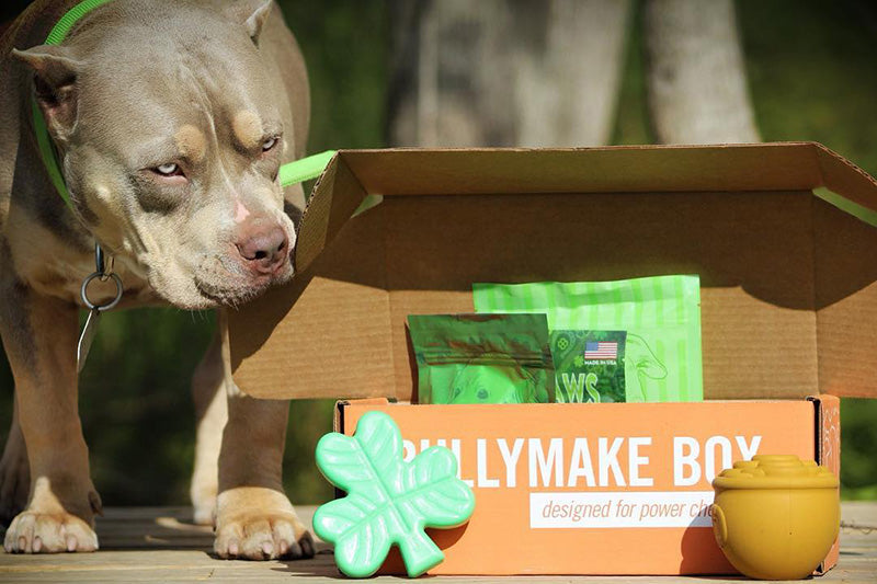 Toys & Treats Box - 12 Month Subscription