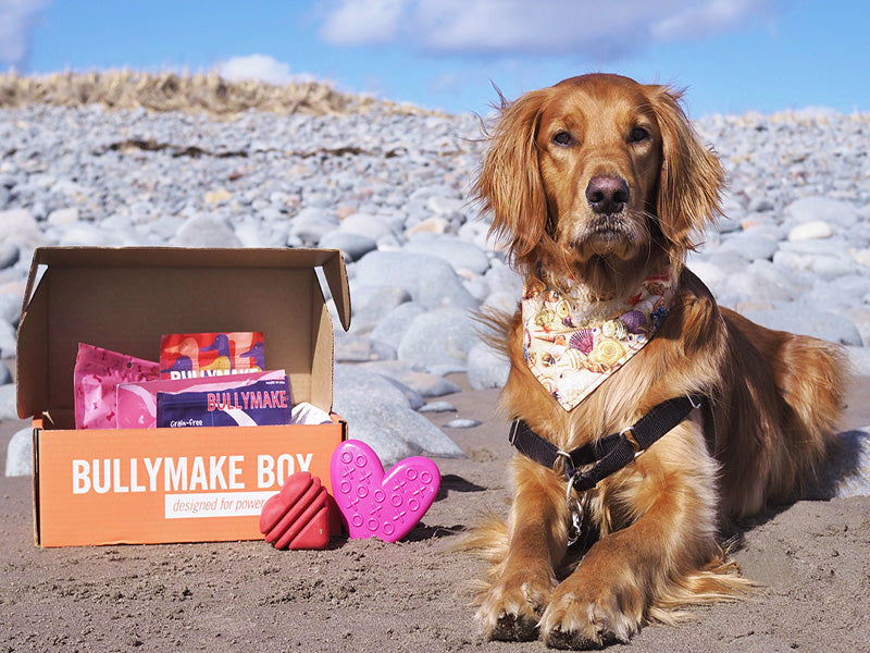Toys & Treats Box - 12 Month Subscription