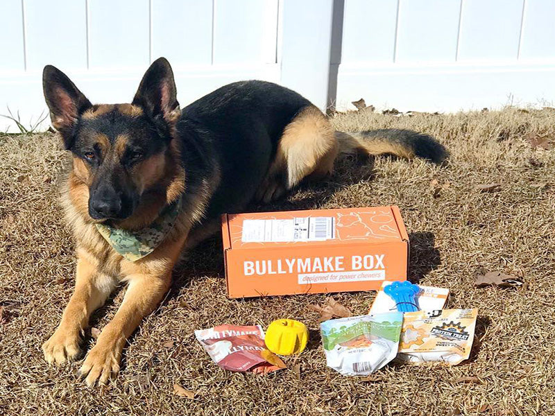 Toys & Treats Box - 12 Month Subscription